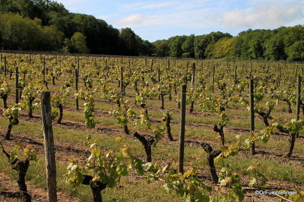 Vineyards, Loire Valley