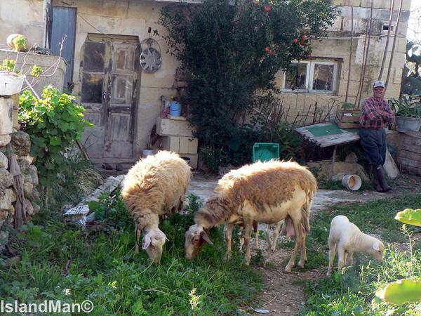 Maltese Sheep