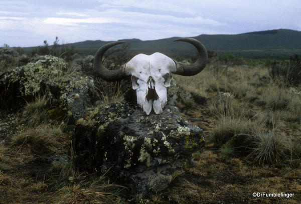 Buffalo skull on Mt. Kilimanjaro