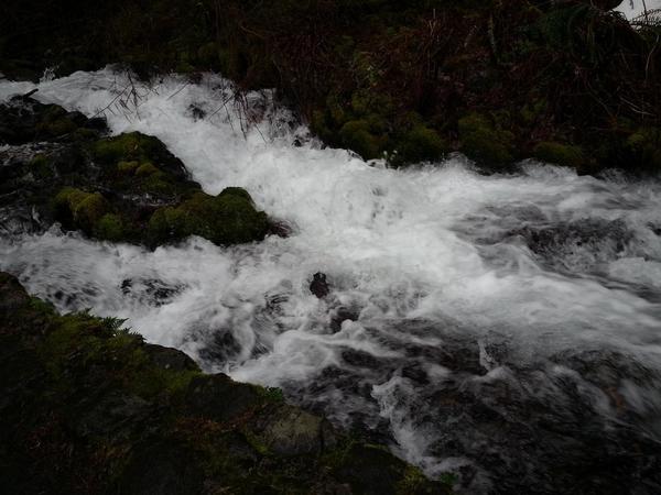 Multnomah Falls 1