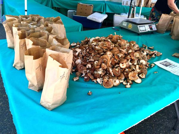 Mushrooms in Portland