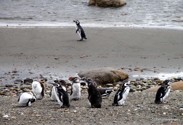 Title Magellanic penguins, Otway Penguin Colony