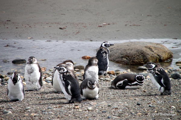 Title Magellanic penguins, Otway Penguin Colony