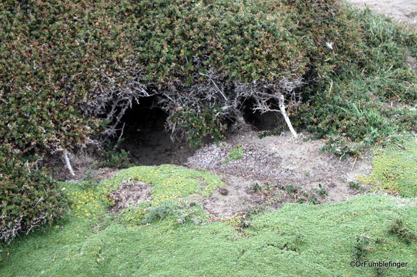 Penguin burrow, Otway Colony, Chile