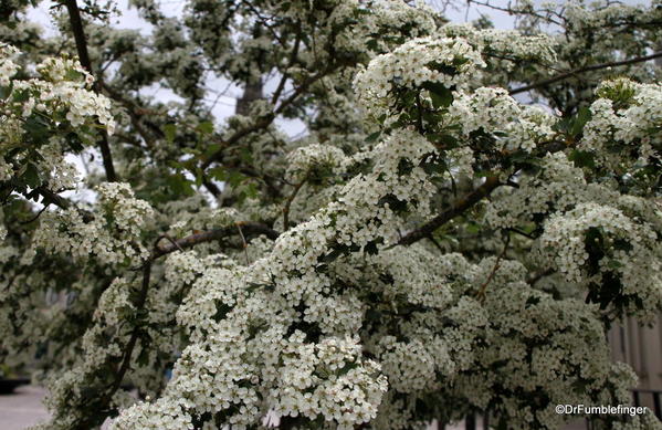 POD 021a. April 14, 2014. Cherry blossoms, France