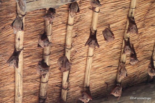 Bats, Sandibe, Botswana