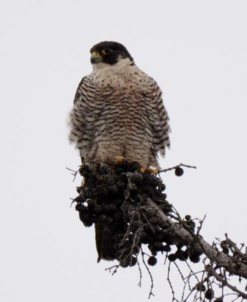 Peregrine Falcon (9)