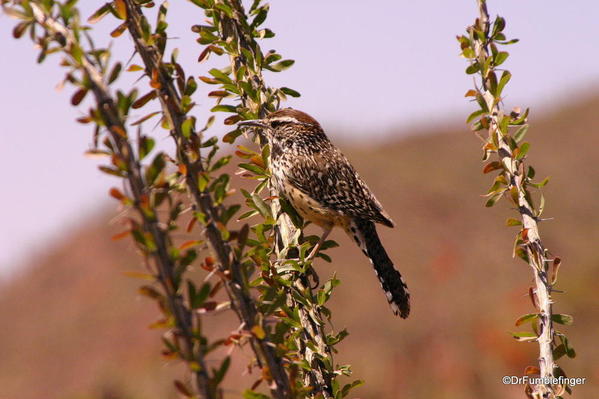 Cactus wren on an ocatillo branch