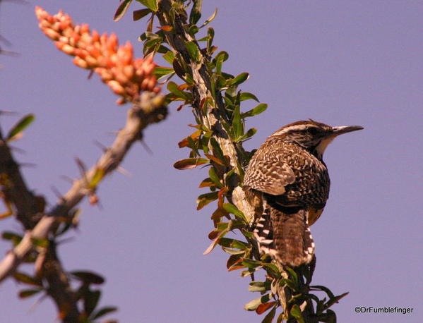 Cactus wren on an ocatillo branch