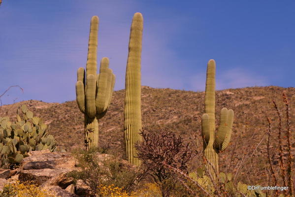 Saguaro National Park, Tucson, Arizona