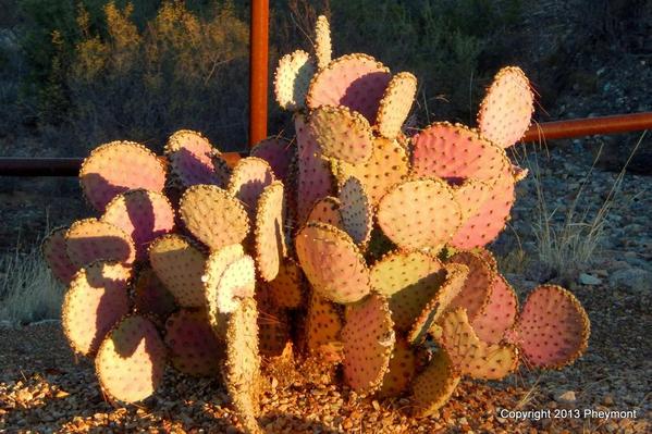 Prickly Pear [2)