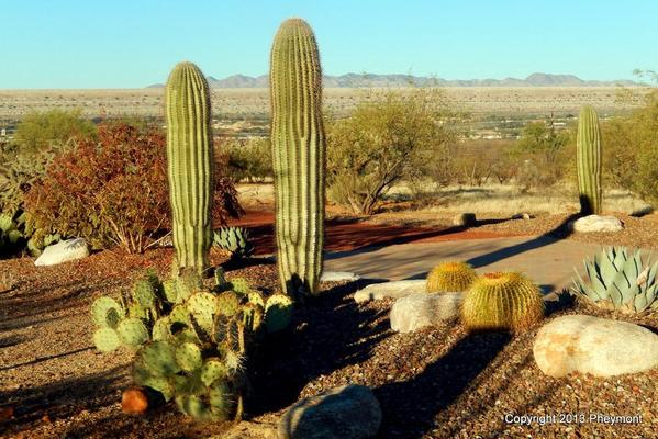 Prickly, saguaro, golden barrel, agave