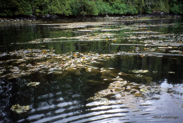 Louise Island, Haida Gwaii. Kelp forest