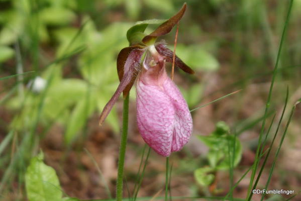 Quebec & Ottawa 168, Saguenay Fjord, Ladyslipper-001