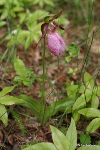 Quebec & Ottawa 169, Saguenay Fjord, Ladyslipper