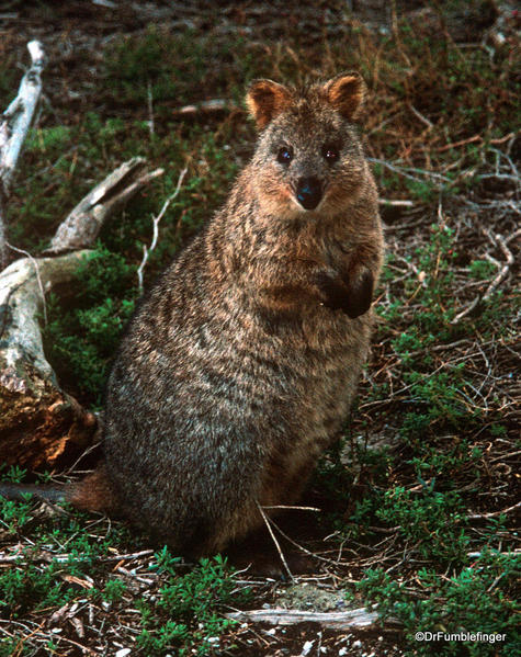 Quokka, Rottnest Island