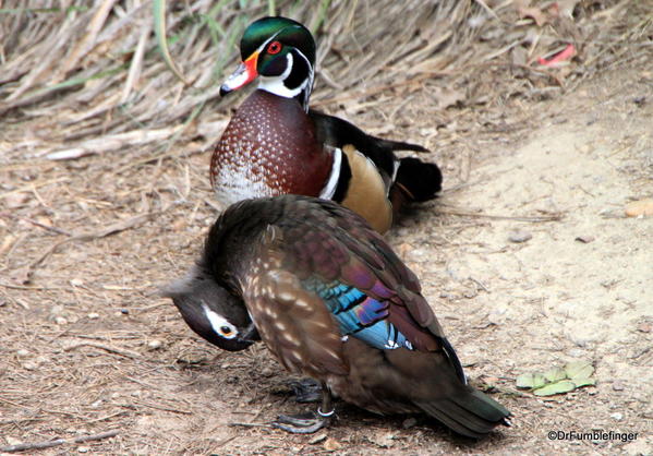 Ducks, San Diego Zoo