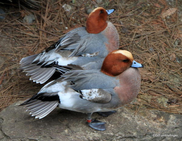 Ducks, San Diego Zoo