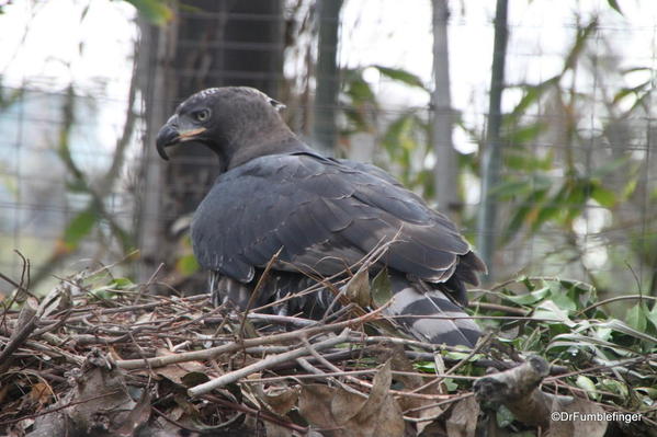 Crowned Eagle, San Diego Zoo