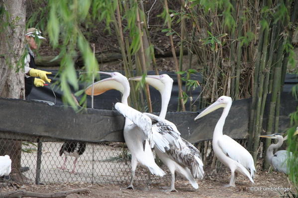 Feeding the pelicans, San Diego Zoo