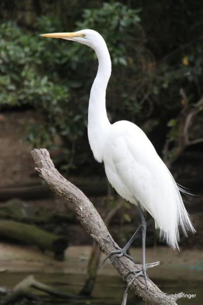 Egret, San Diego Zoo