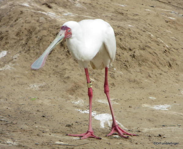 Spoonbill, San Diego Zoo