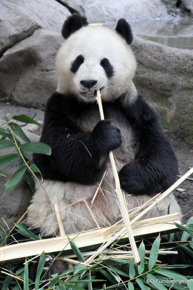 Giant Panda, San Diego Zoo