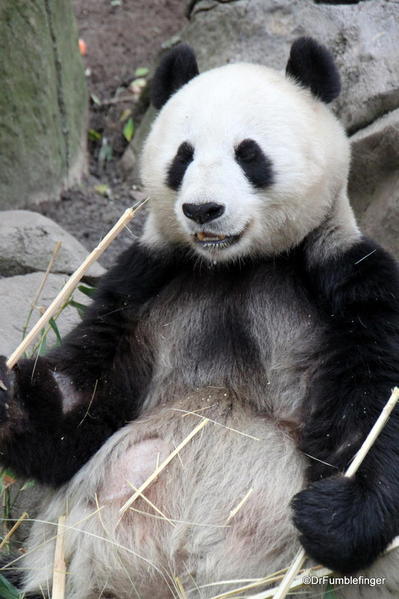 Giant Panda, San Diego Zoo