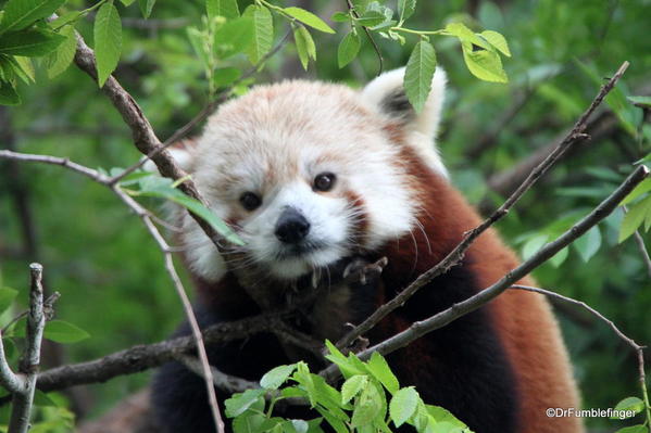 Red Panda, San Diego Zoo