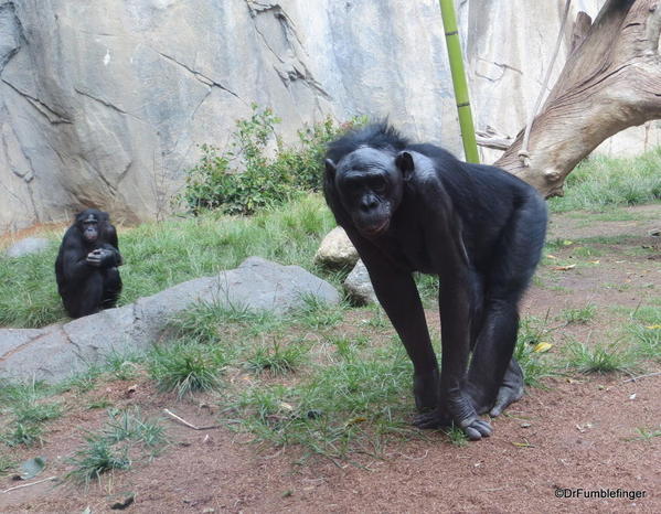 Bonobo, San Diego Zoo