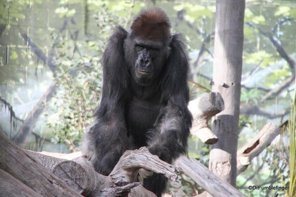 Western Gorilla, San Diego Zoo