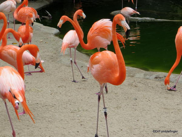 Chilean Flamingos, San Diego Zoo