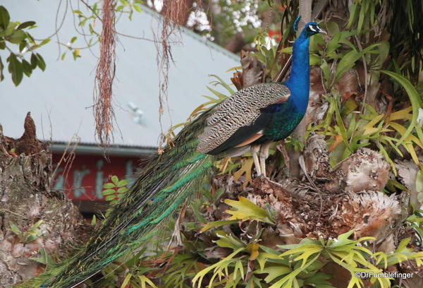 Peacock, San Diego Zoo