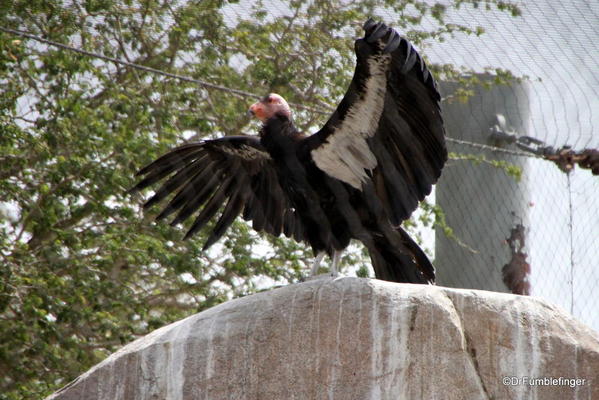 California Condor, San Diego Zoo