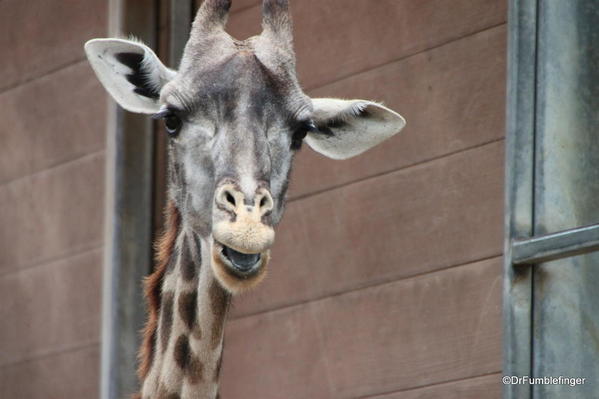 Giraffe, , San Diego Zoo