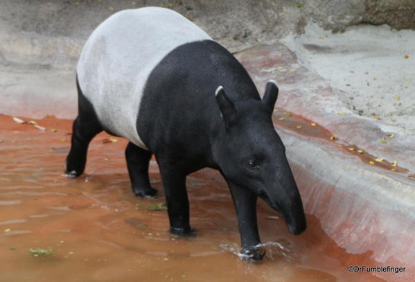 Malayan Tapir, San Diego Zoo