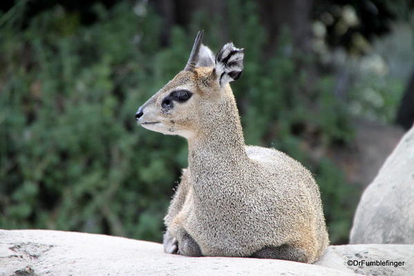 Klipsinger, San Diego Zoo