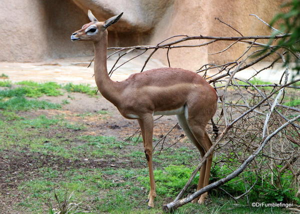 Southern Gerenuk, San Diego Zoo