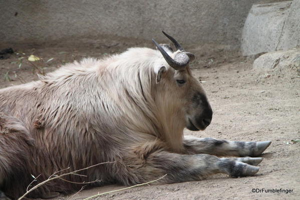 Takin, San Diego Zoo