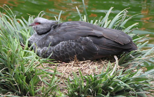 Crested Screamer, San Diego Zoo