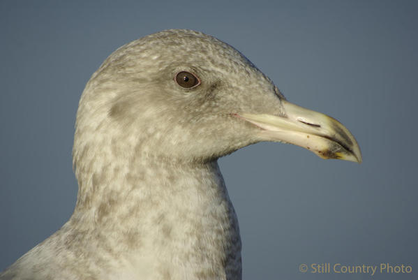 Seagull 1