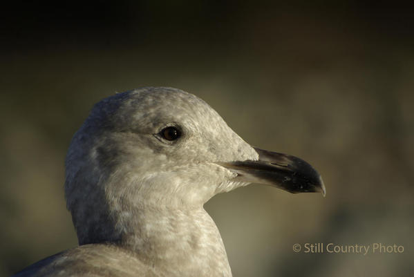 Seagull 2