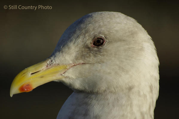 Seagull 4