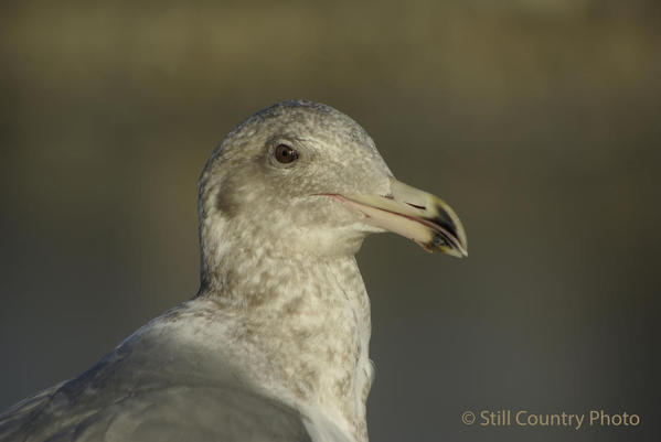 Seagull 5