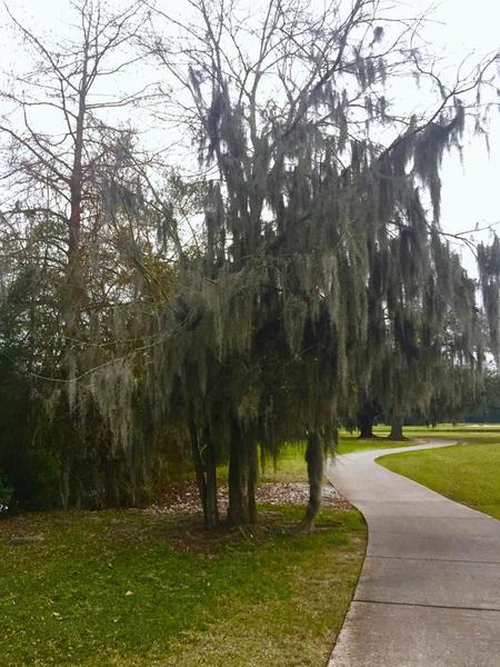 Spanish Moss