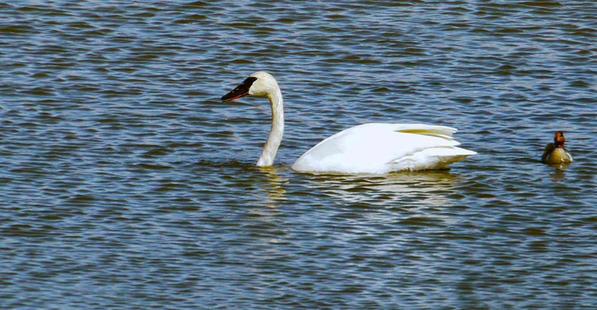 Swan1