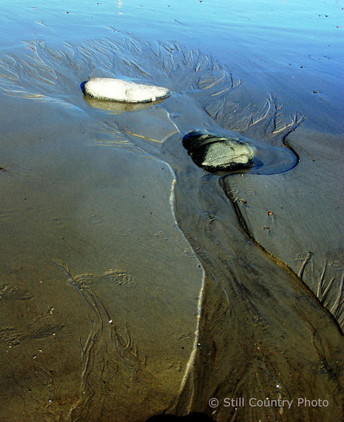 Tree in the sand