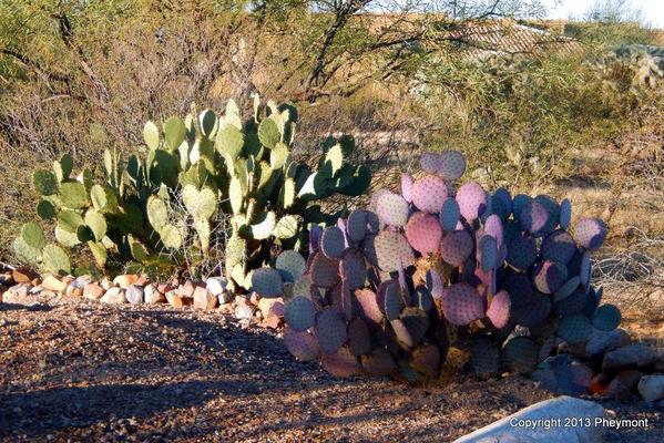 Two prickly varieties