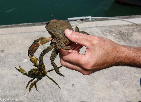 Weymouth Seafood festival-12-2