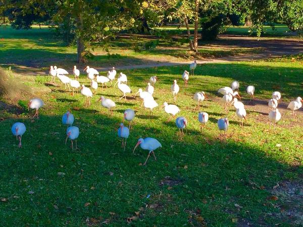 White Ibis